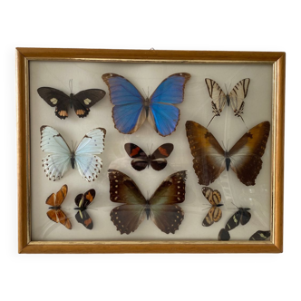 Naturalized butterflies painting