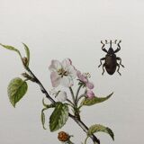 Illustration ancienne "insectes", années 60.