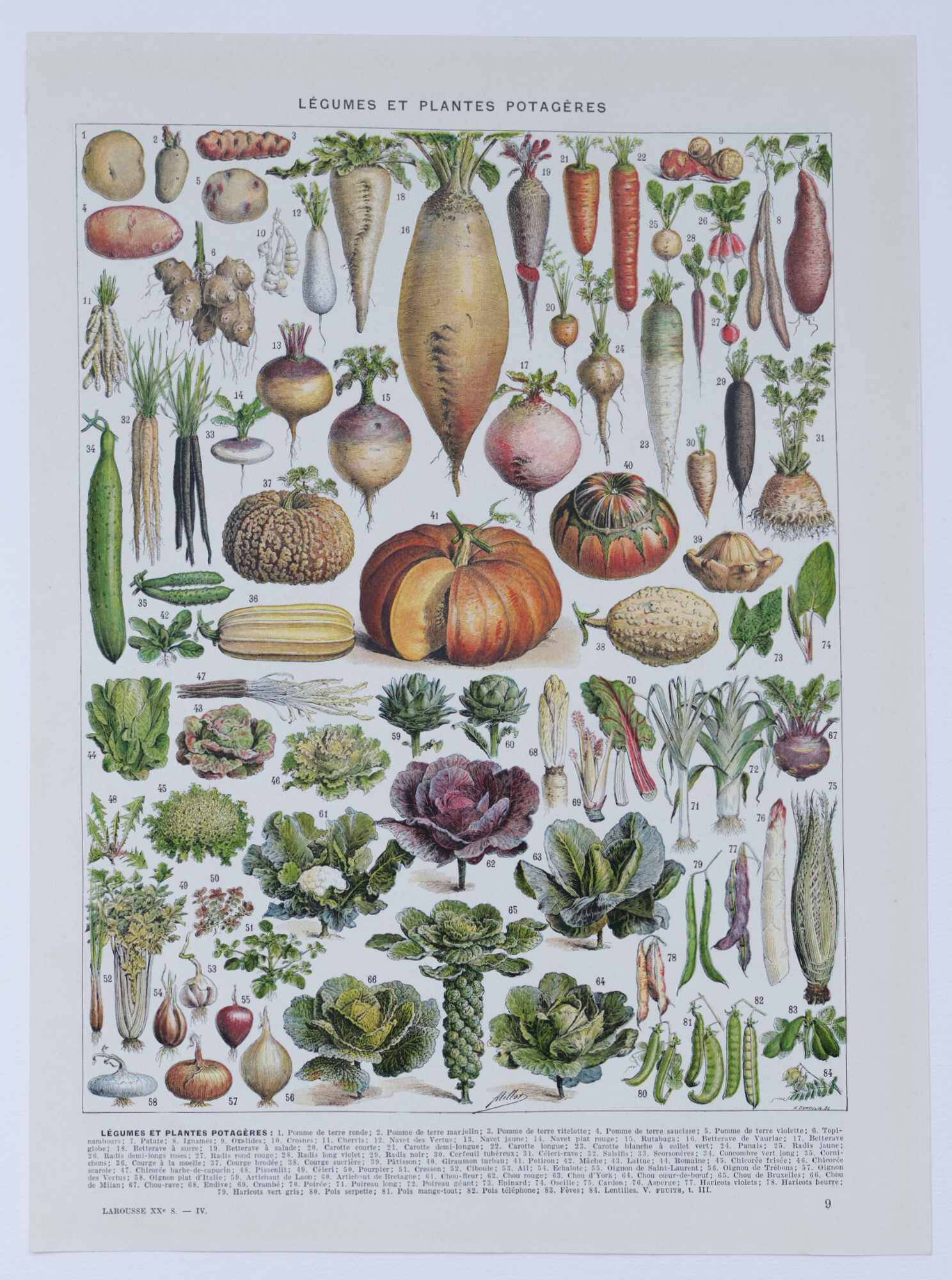 Botanical treasure of the 1930s: illustrated plate of forgotten vegetables.