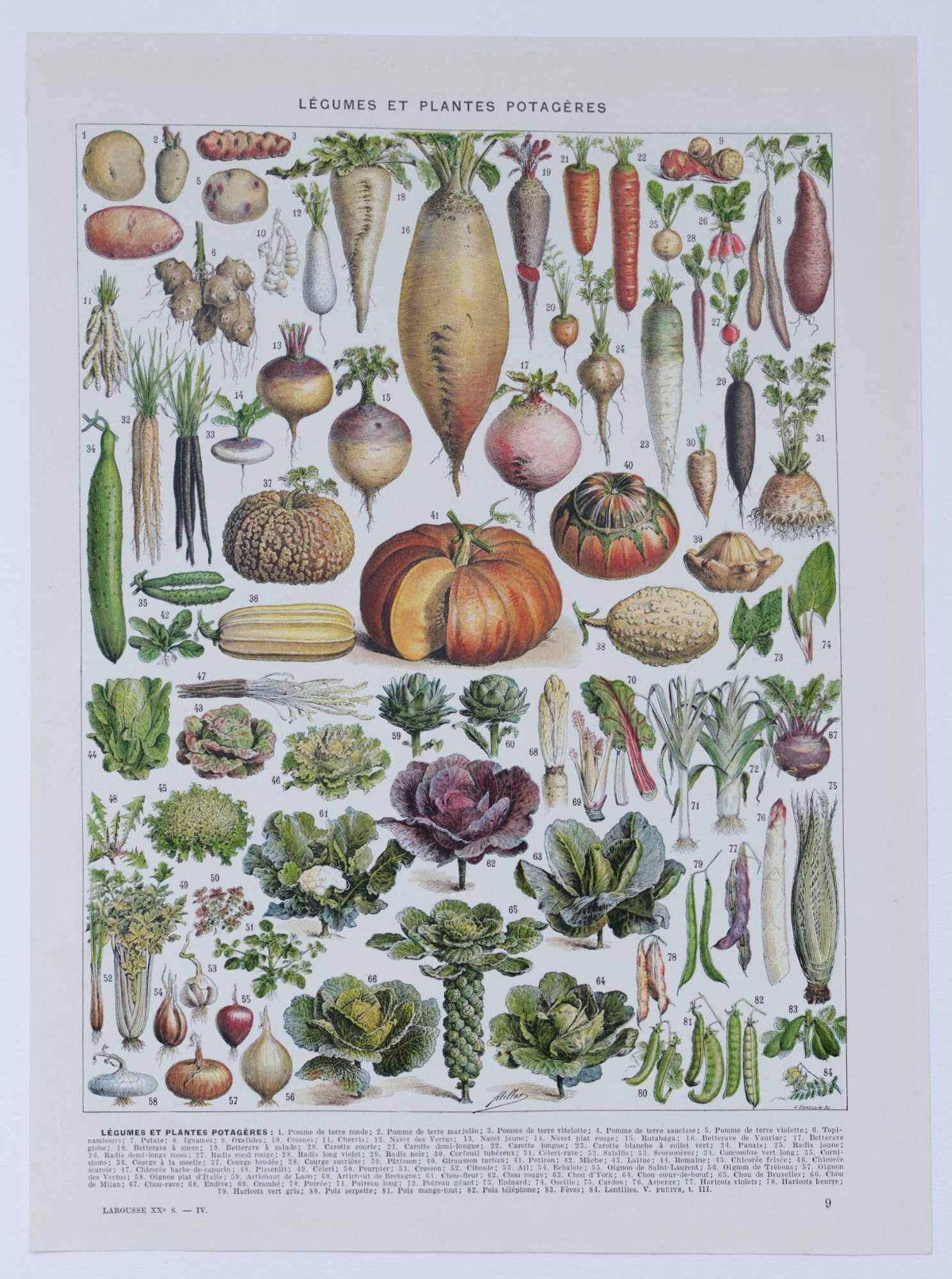 Botanical treasure of the 1930s: illustrated plate of forgotten vegetables.