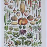 Botanical treasure of the 1930s: illustrated plate of forgotten vegetables.