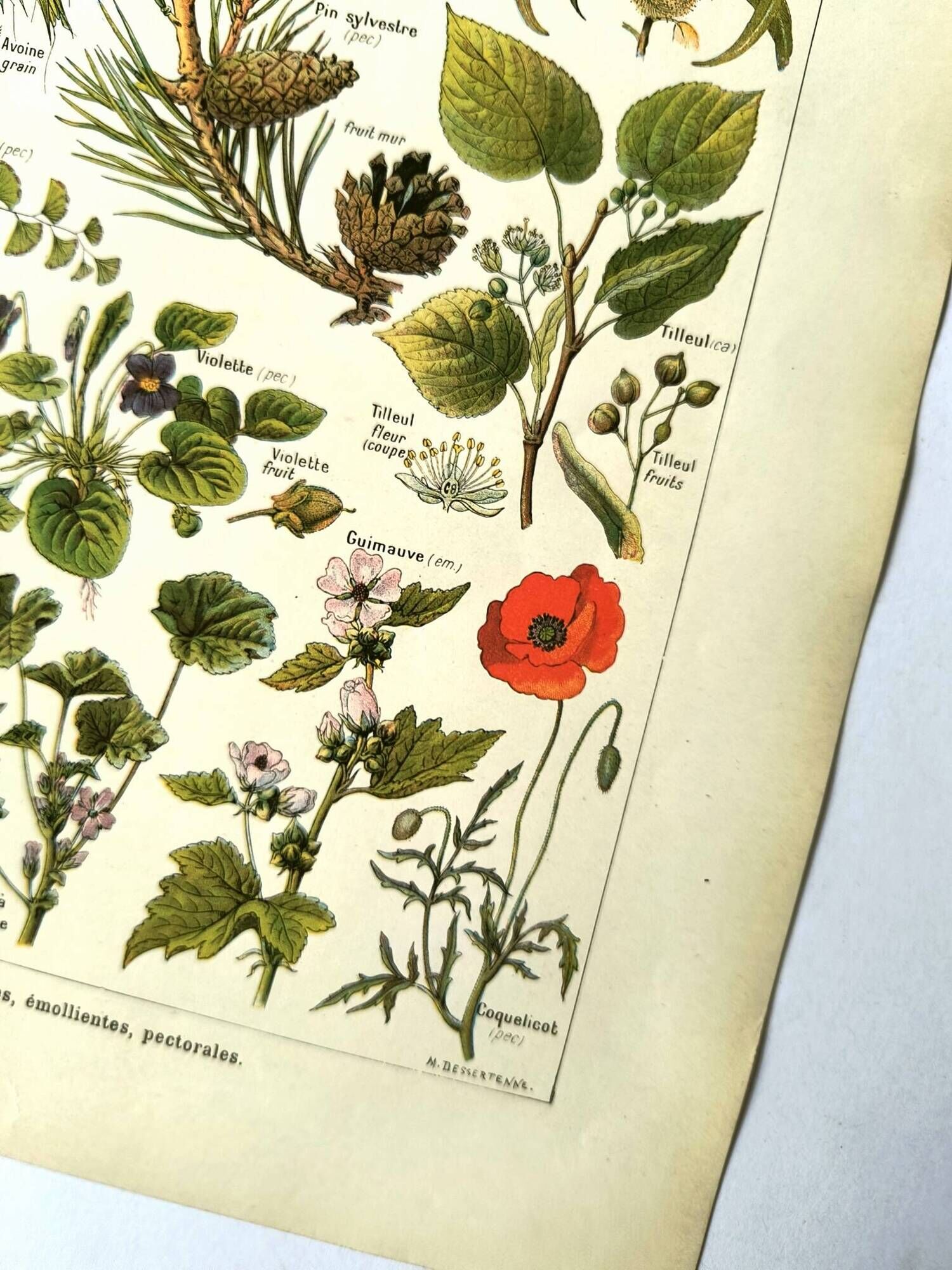 Vintage engraving from 1925 • Calming medicinal plants by M. Desserte