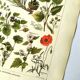 Vintage engraving from 1925 • Calming medicinal plants by M. Desserte