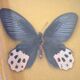 Boite antomologique avec papillon