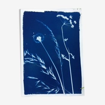 Botanical cyanotype