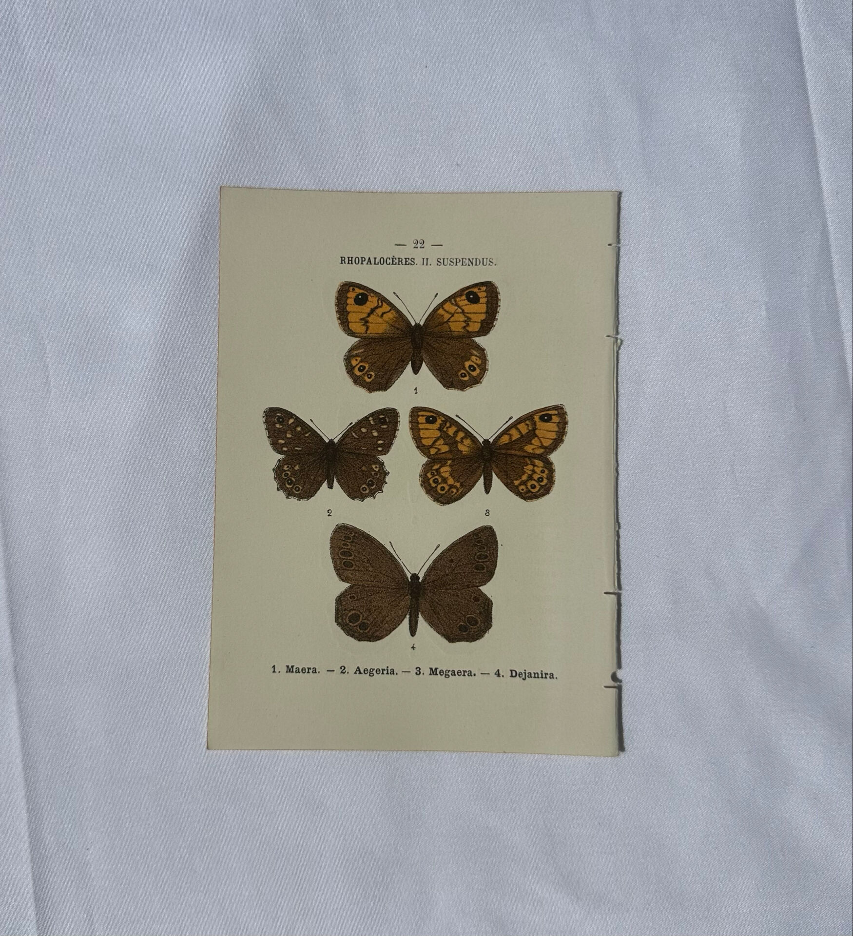 🦋 Botanical Plate Engraving of a Butterfly, 19th Century Naturalist