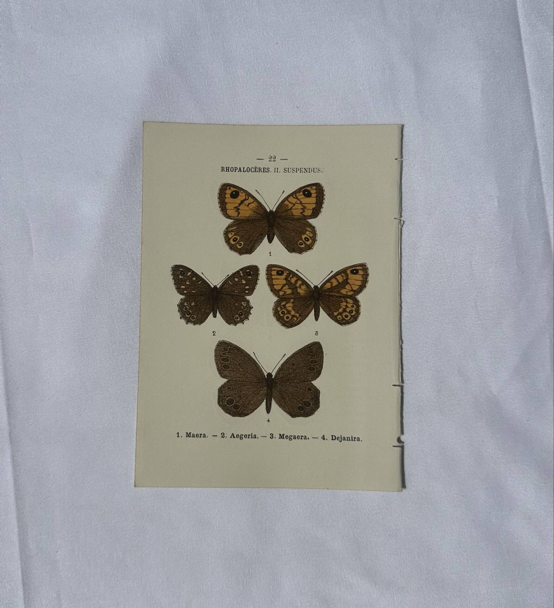 Planche Botanique Gravure Papillon naturaliste ancienne 19eme