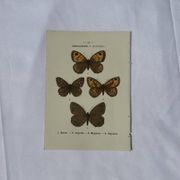 Planche Botanique Gravure Papillon naturaliste ancienne 19eme
