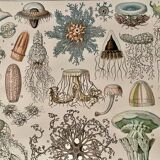 Lithograph on oceanography - 1900