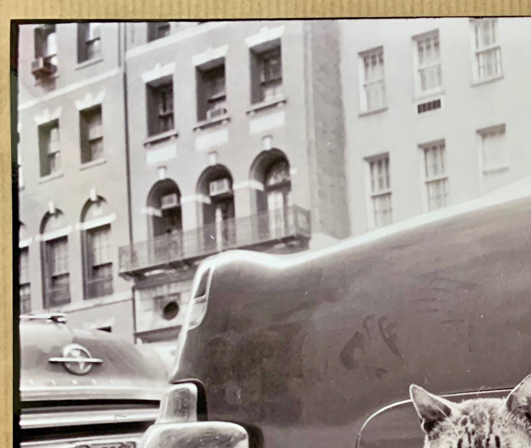 “Cat on Sidewalk” – New York City, 1958 fine art photo by Angelo Rizzuto