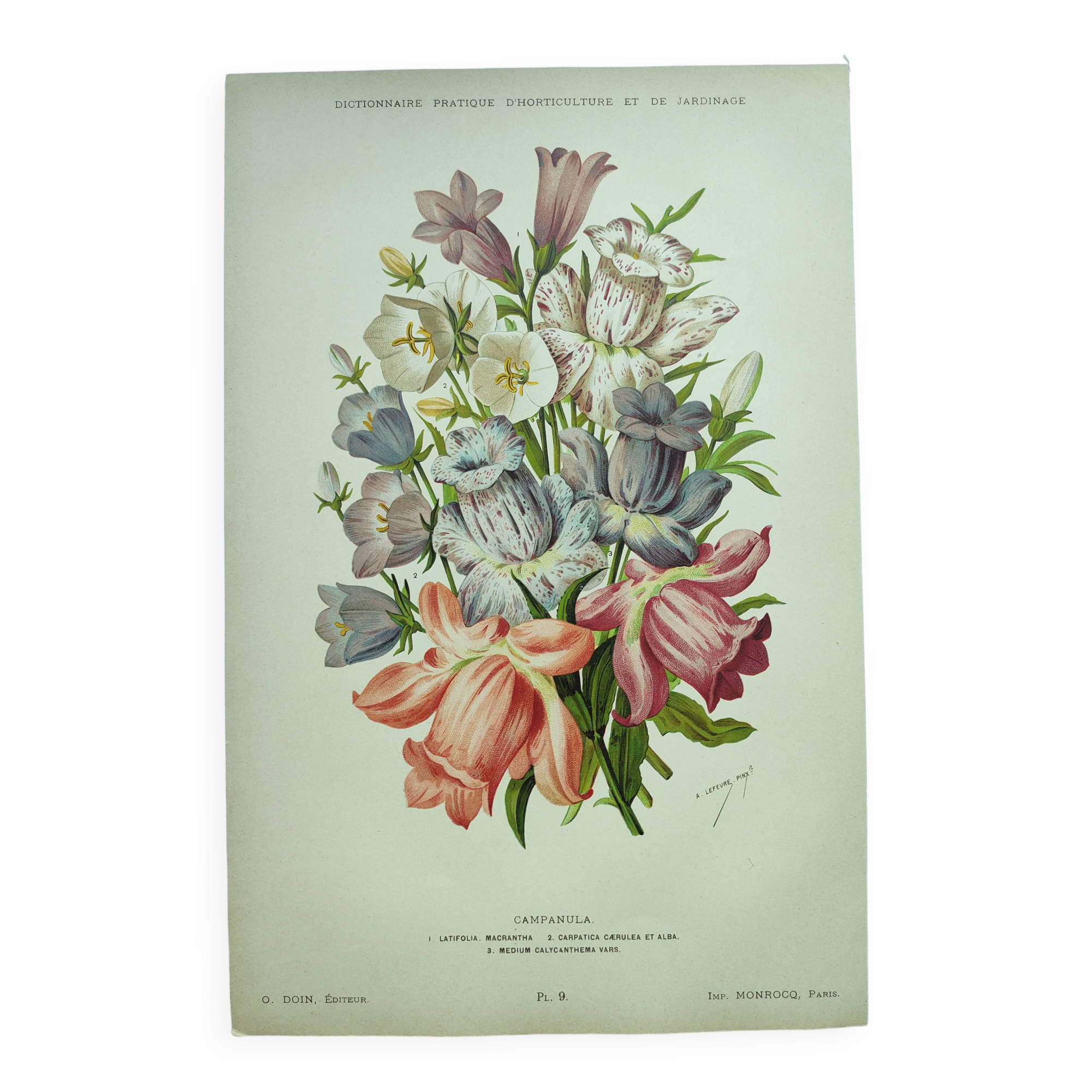 Lithographie botanique de 1897 - Campanule - Planche originale . Gravure ancienne florale de jardin