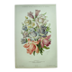 Lithographie botanique de 1897 - Campanule - Planche originale . Gravure ancienne florale de jardin