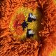 Wool rug for child / lion