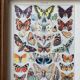 Illustration Millot "Papillons"