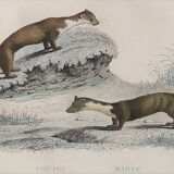 Original zoological board " badger, otter, fouine,... " - buffon 1840