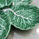 Large "cabbage leaf" dish in barbotine by Bordalo Pinheiro, 1960, Portugal.