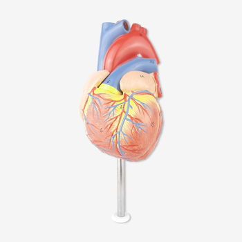 Modèle anatomique du cœur humain vintage