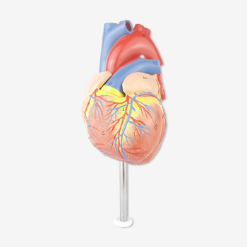 Vintage human heart anatomical model