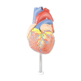 Vintage human heart anatomical model