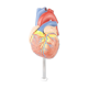Vintage human heart anatomical model