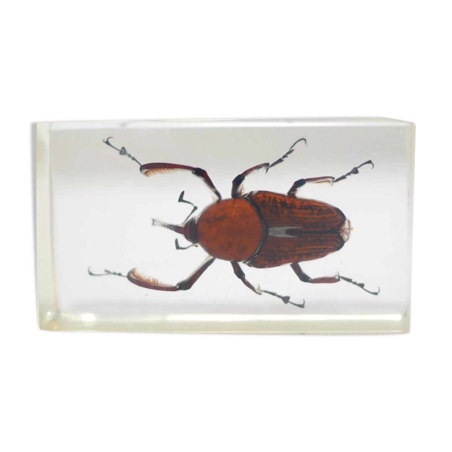 Vintage resin insect