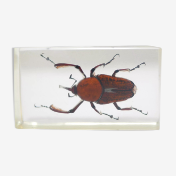 Vintage resin insect