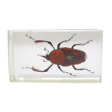 Vintage resin insect