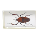 Insecte résine vintage