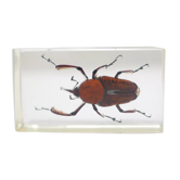 Vintage resin insect