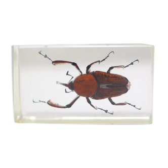 Vintage resin insect