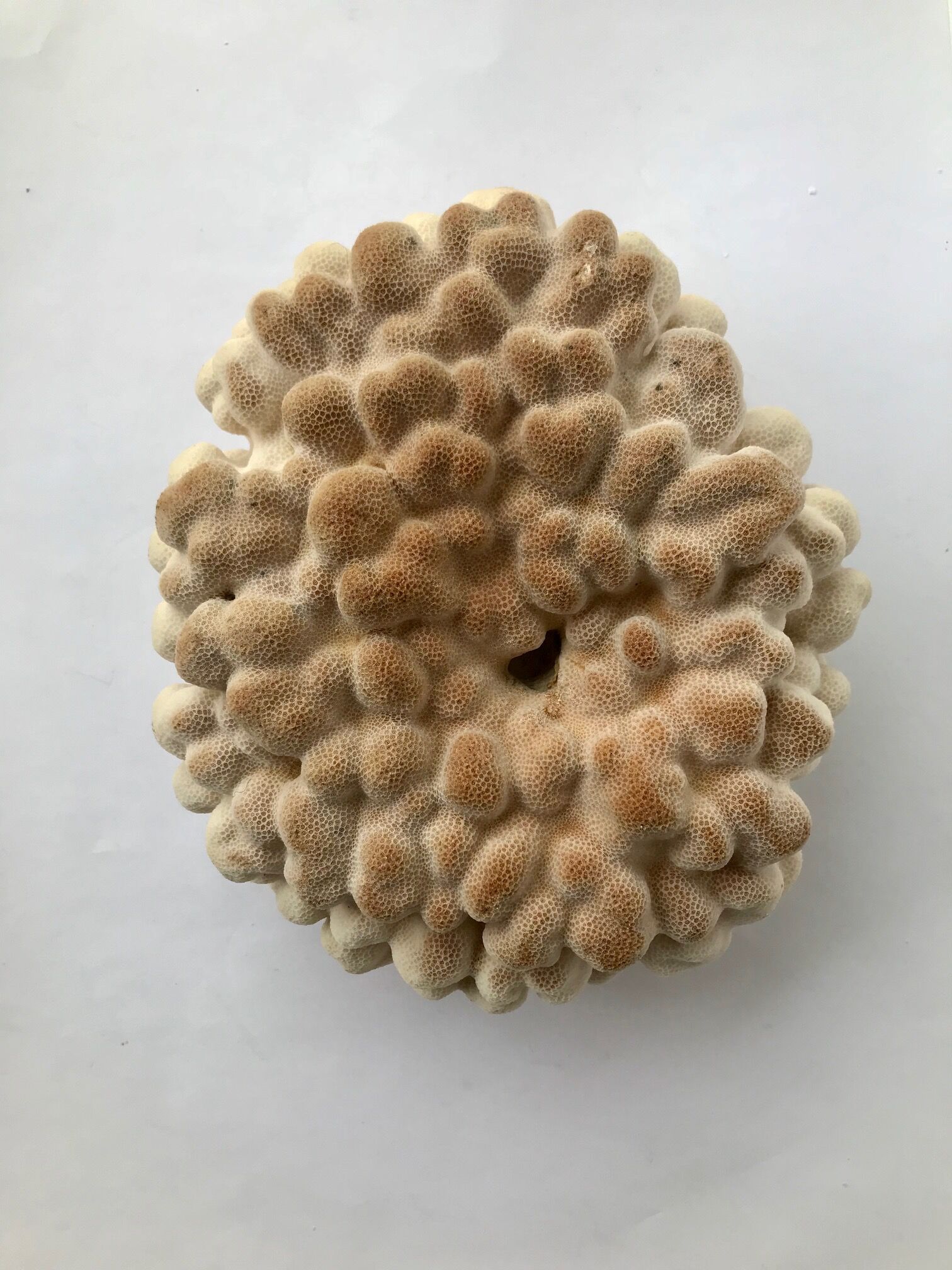 Big Pacific Pink Coral
