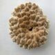 Big Pacific Pink Coral