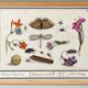 Small poster on “Insects and plants”, based on an old engraving
