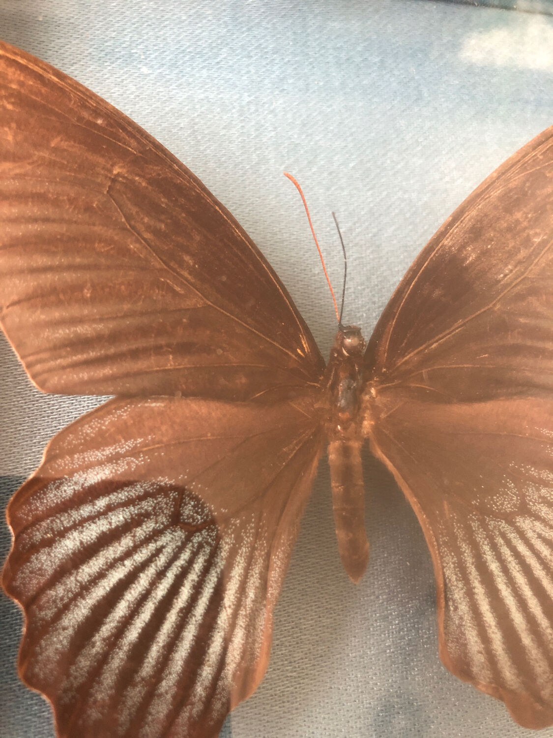 Lot of stuffed butterflies