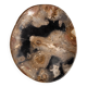 Large empty pocket or dish in petrified wood