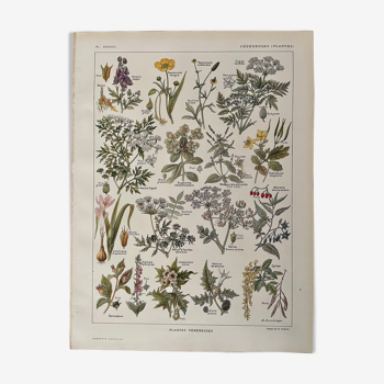 Lithograph on poisonous plants from 1921
