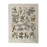 Lithographie sur les plantes vénéneuses de 1921