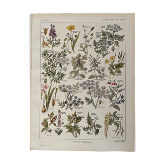 Lithograph on poisonous plants from 1921