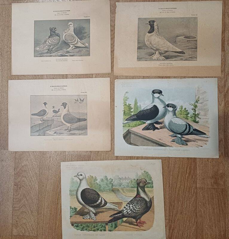 Suite de 11lLithographies ornithologiques XIXème - Races de Pigeons