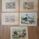 Suite de 11lLithographies ornithologiques XIXème - Races de Pigeons