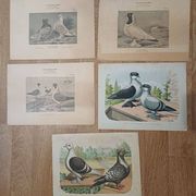 Suite de 11lLithographies ornithologiques XIXème - Races de Pigeons