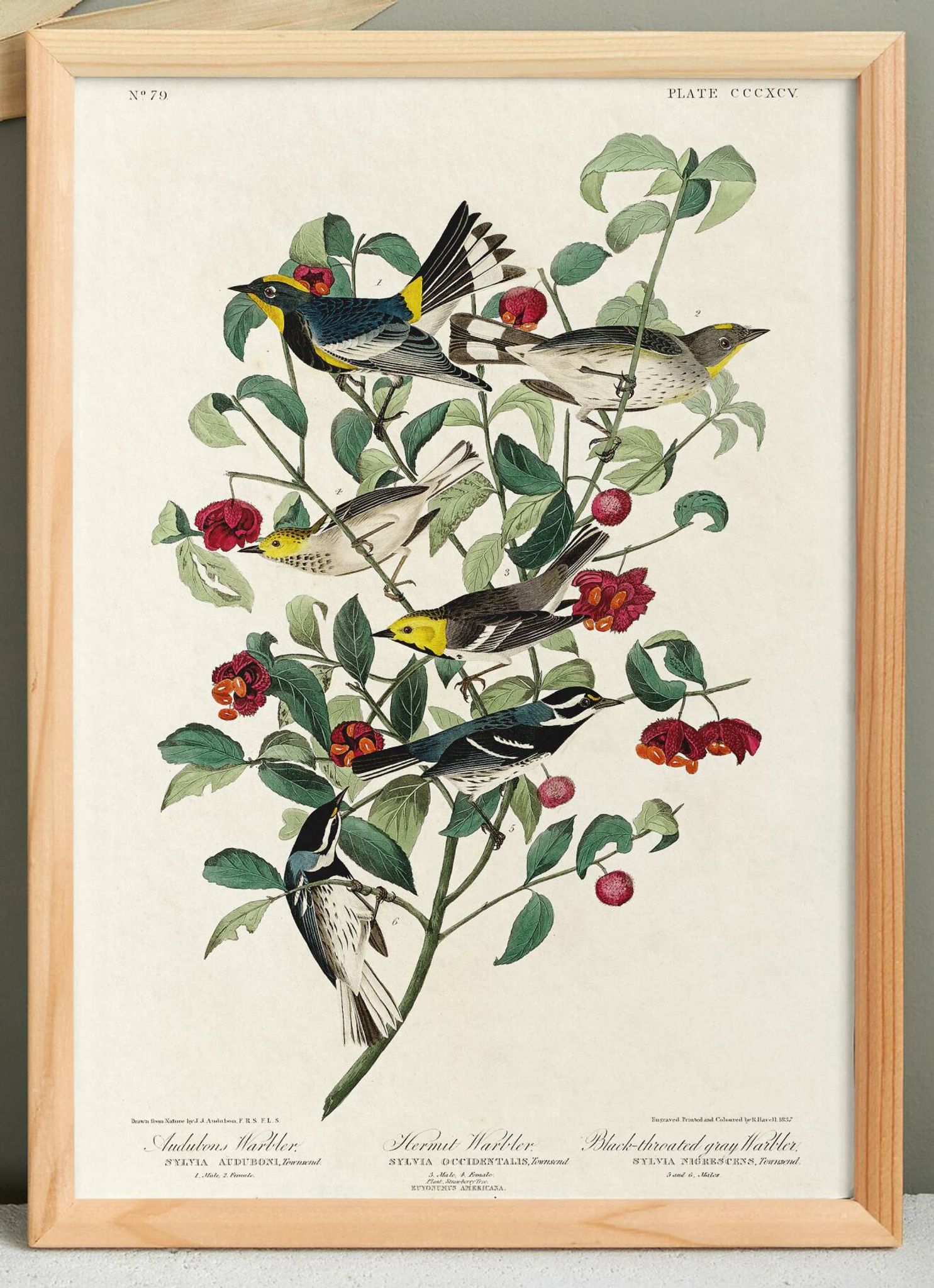 Poster about Audubon's Warbler, based on an old engraving from 1827.