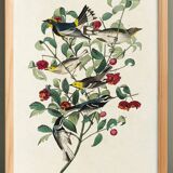 Poster about Audubon's Warbler, based on an old engraving from 1827.