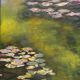 Water Lily Reflections
