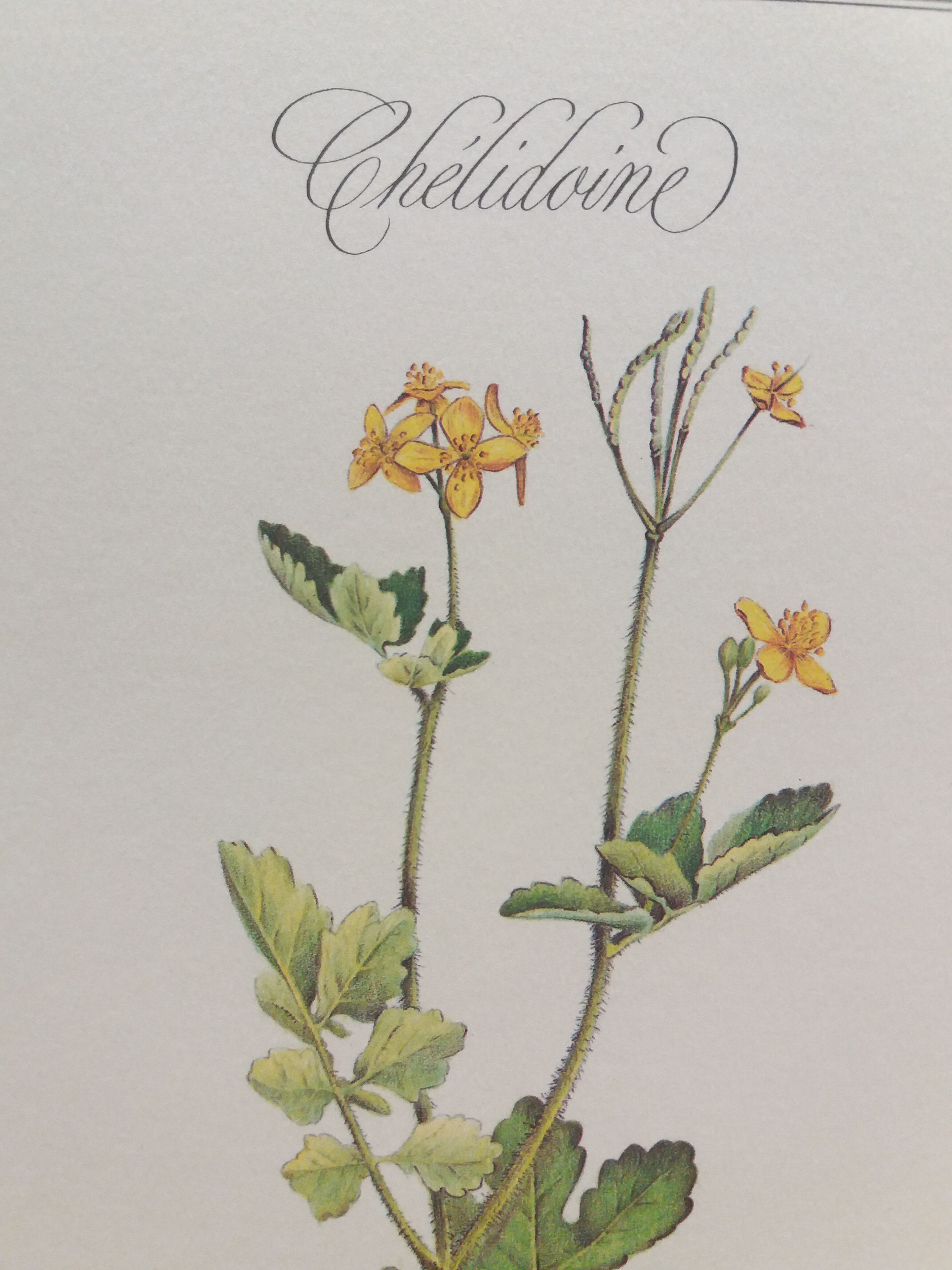 Botanical plank "Chélidoine"