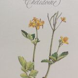Botanical plank "Chélidoine"