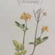 Botanical plank "Chélidoine"