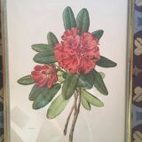 Botanical plate Rhododendron Hookeri by Riefel