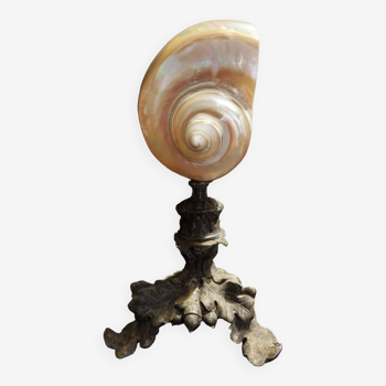 Cabinet de Curiosités coquillage turbo marmoratus nacré sur socle