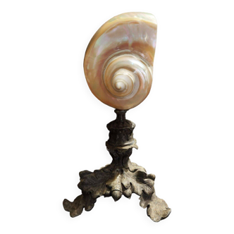 Cabinet of Curiosities pearly turbo marmoratus shell on base